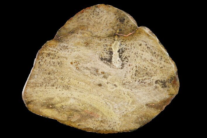 Rare Petrified Snakewood (Mennegoxylon) Slice - Texas #166493